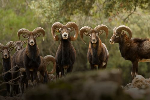 Tatra chamois walking up a hill with rocks and dry grass in moun