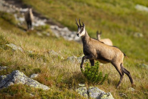 Tatra chamois, rupicapra rupicapra tatrica, walking up a hill with rocks and dry grass in mountains. Wild animal with curved horns and brown fur climbing steep slope with copy space.